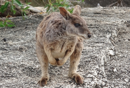 Rock Wallaby, Granite Gorge, Australia